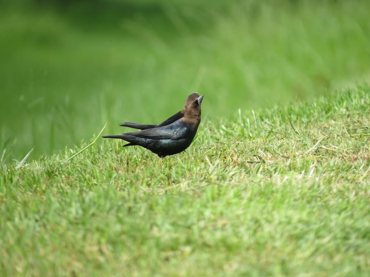 Brown-headed Cowbird - Sonja Mendoza