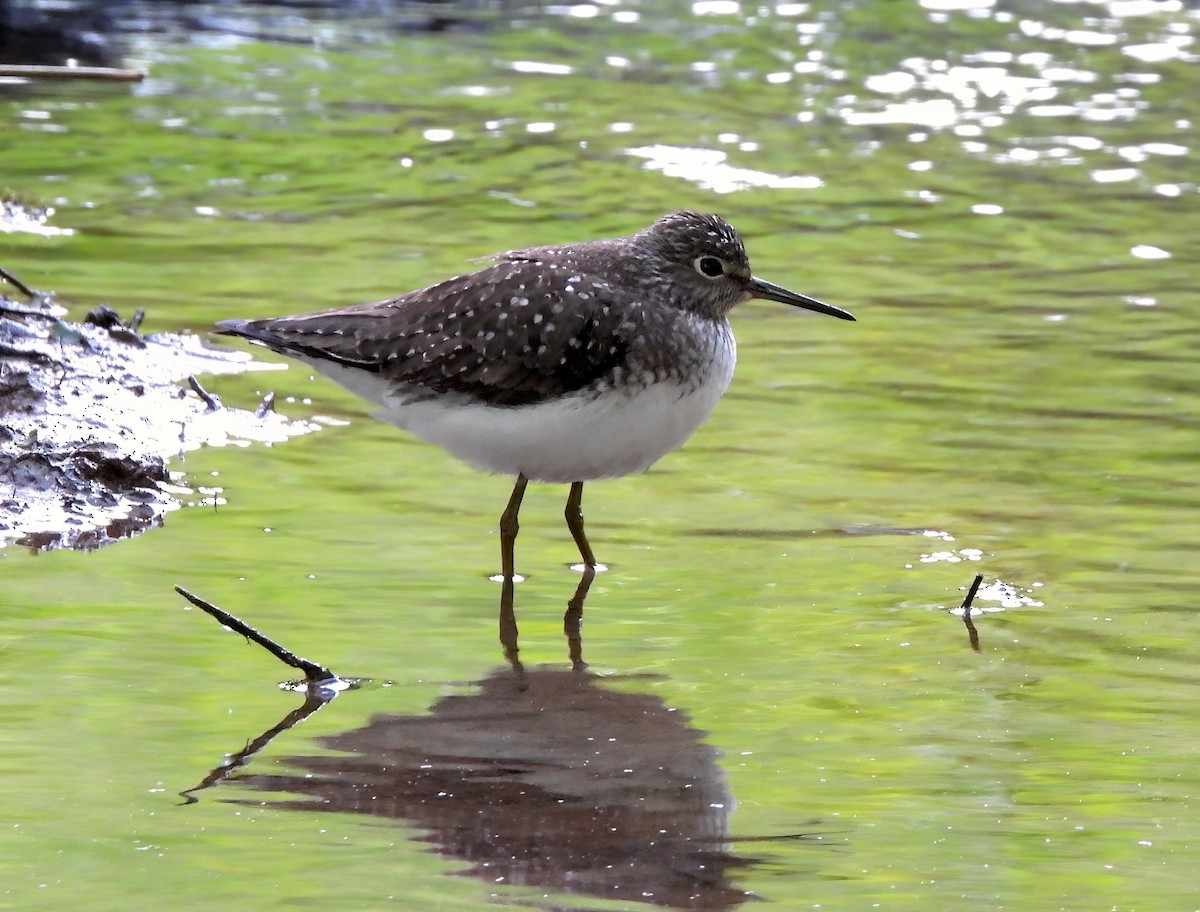 Solitary Sandpiper - ML579054181