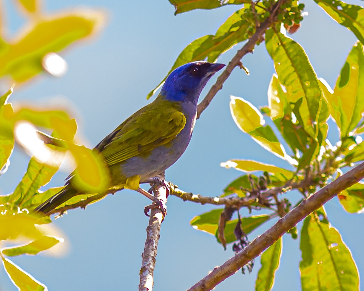 Blue-capped Tanager - Bob Dykstra