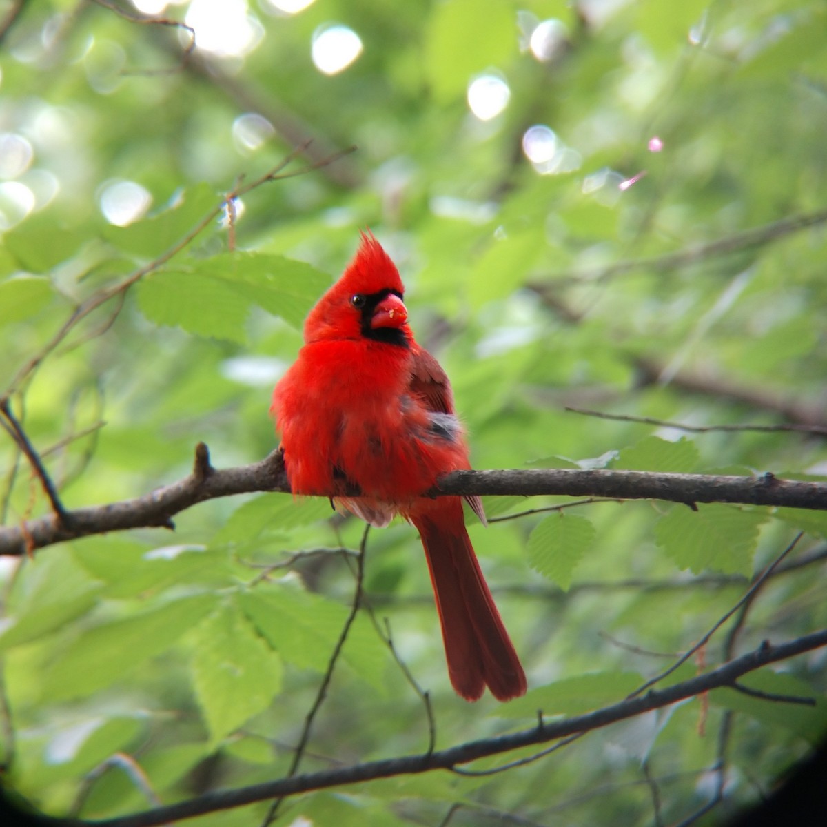 Cardinal rouge - ML579055071