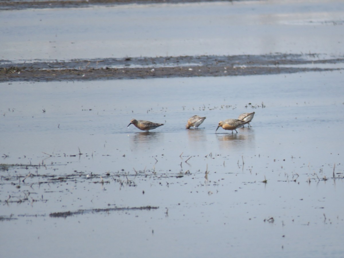 Red Knot - ML579055201