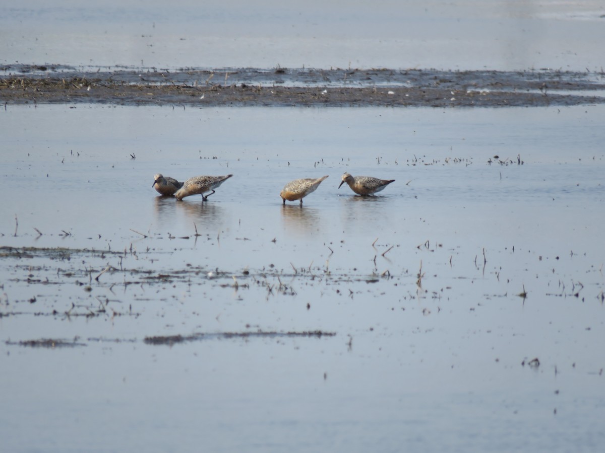 Red Knot - ML579055361