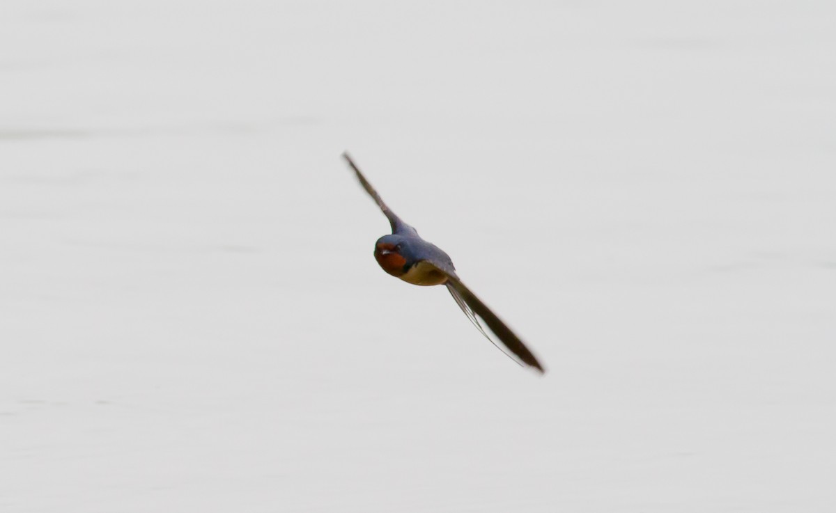 Barn Swallow - Nick Pulcinella