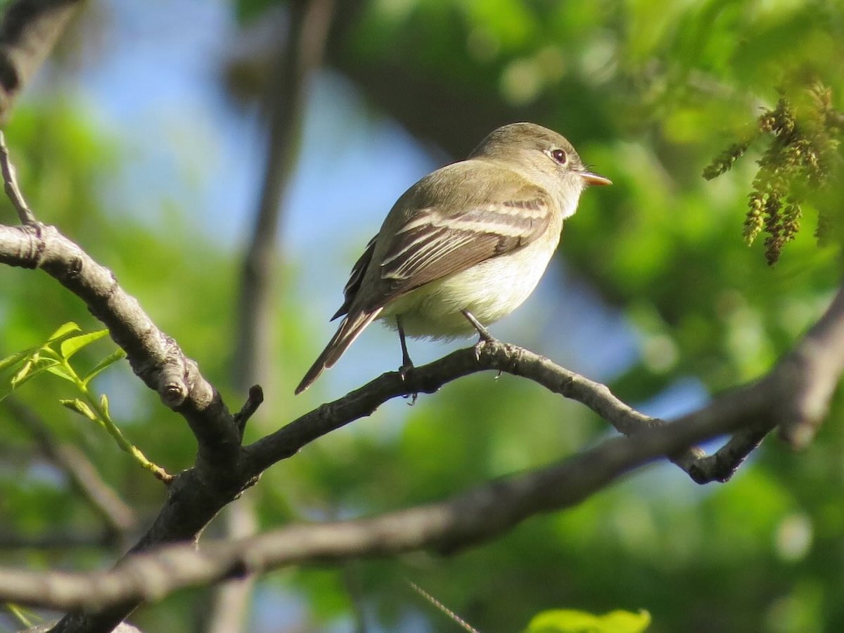 Least Flycatcher - Sonja Mendoza