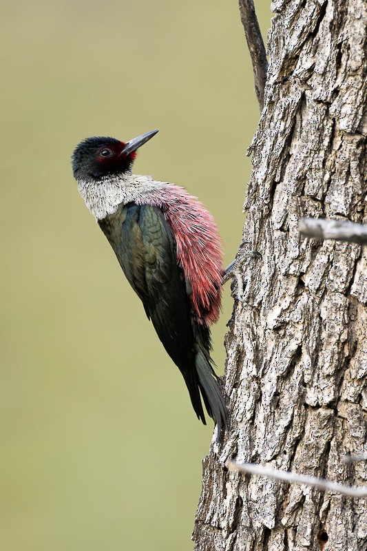 Lewis's Woodpecker - ML579056341