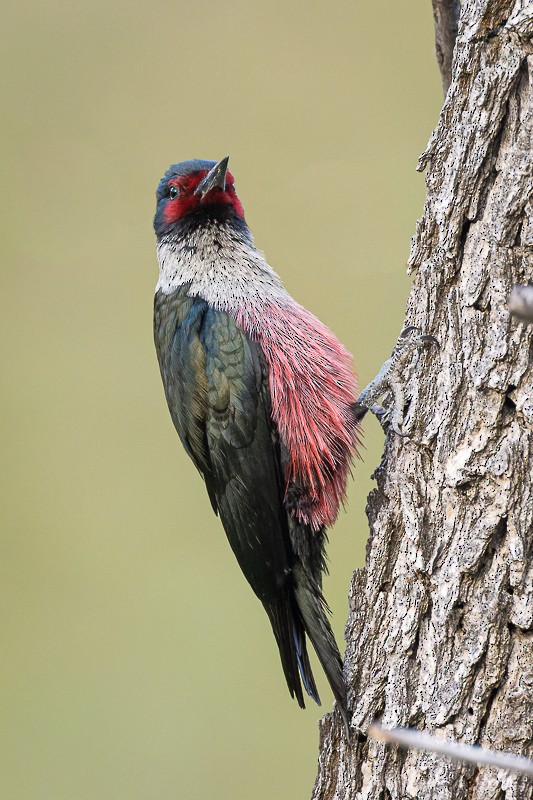 Lewis's Woodpecker - ML579056351