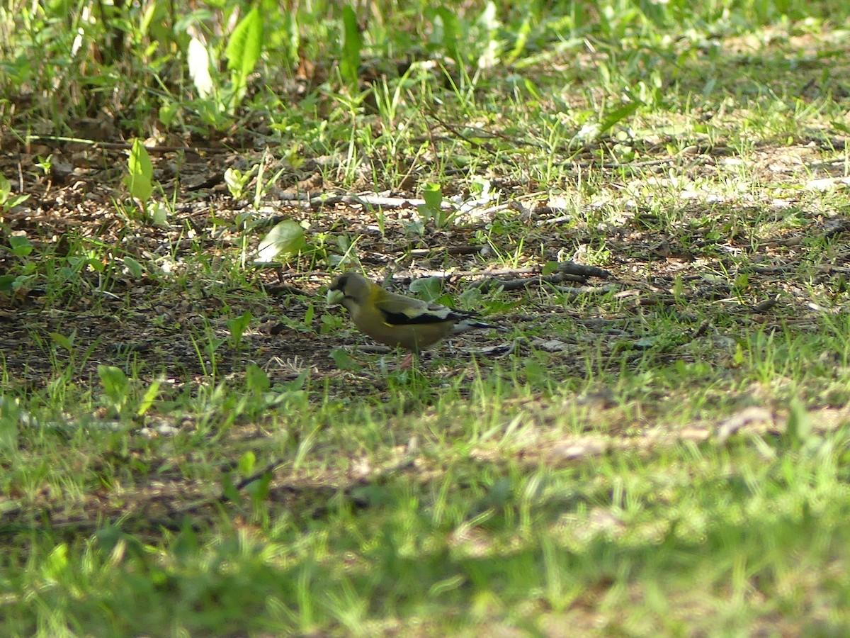 Evening Grosbeak - ML579056491