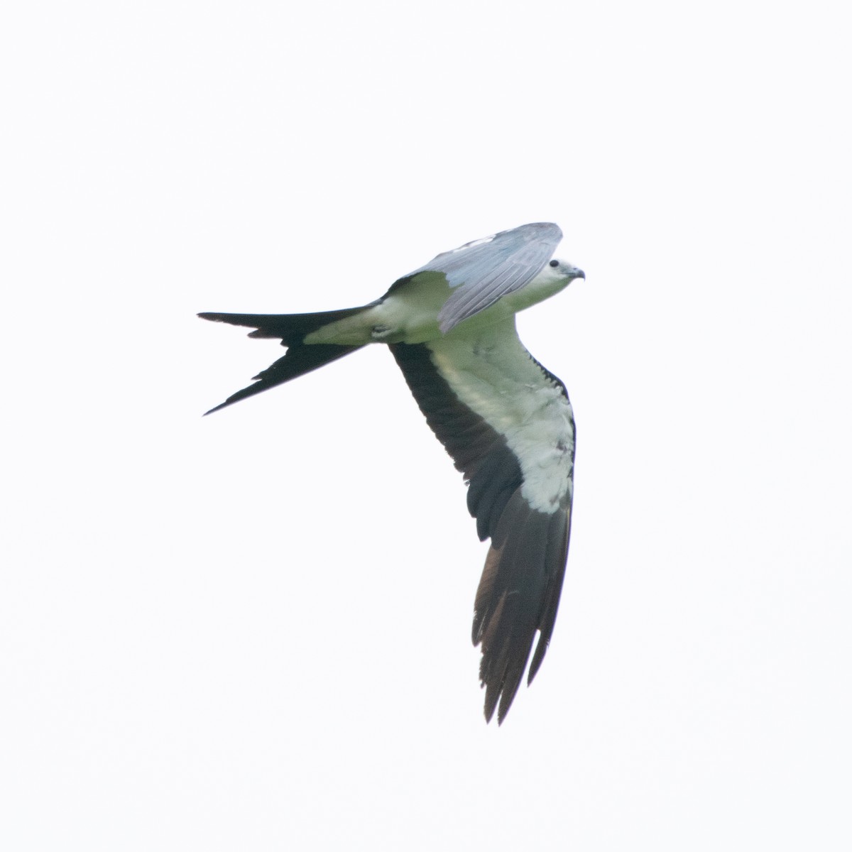 Swallow-tailed Kite - Jeff Katen