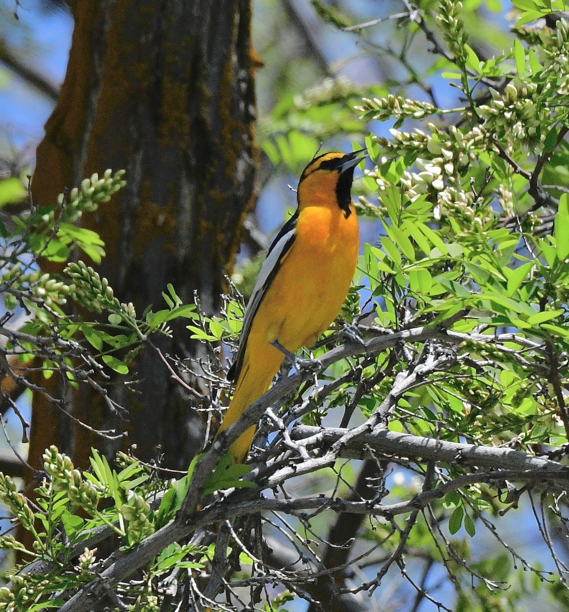 Bullock's Oriole - ML579056841