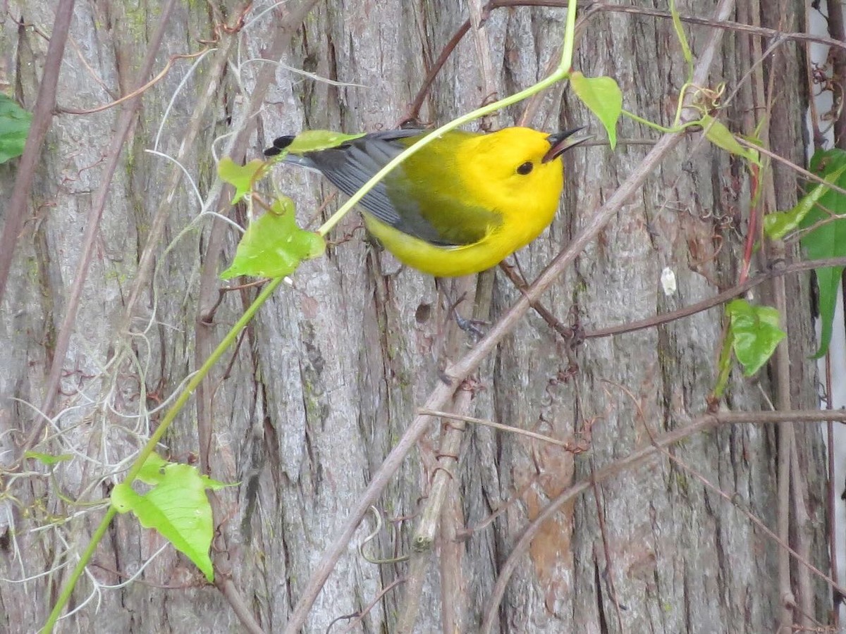 Prothonotary Warbler - Sonja Mendoza