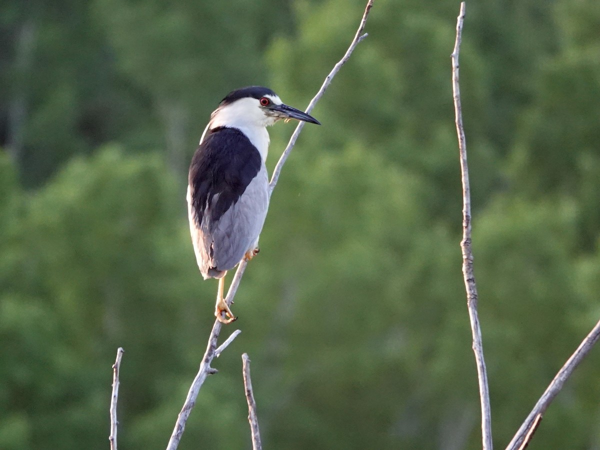 Black-crowned Night Heron - ML579057251