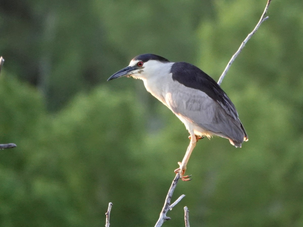 Black-crowned Night Heron - ML579057271