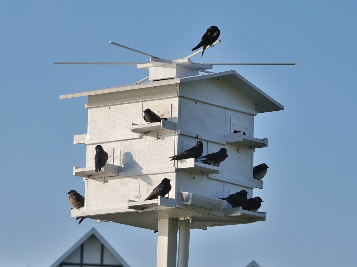 Purple Martin - ML579057521