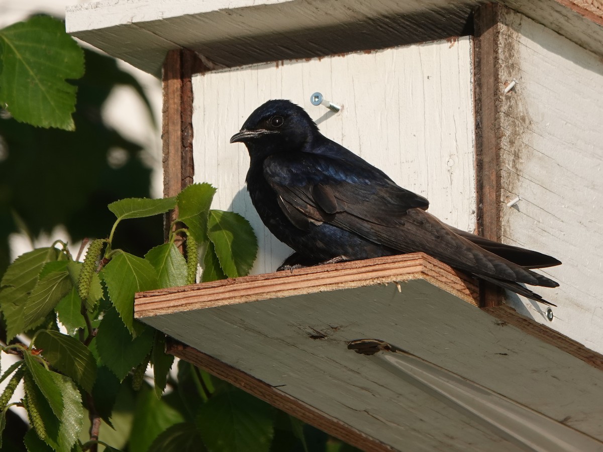 Purple Martin - ML579057551