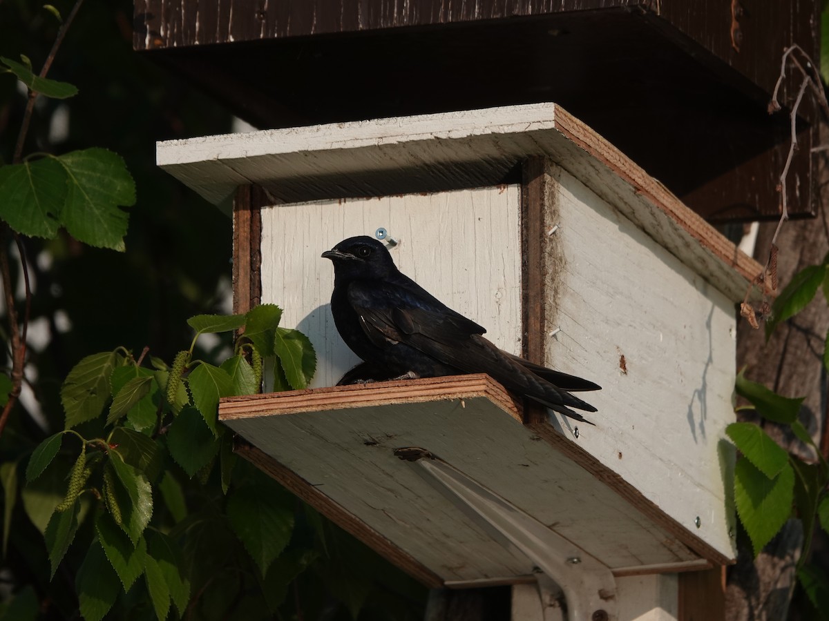 Purple Martin - ML579057561