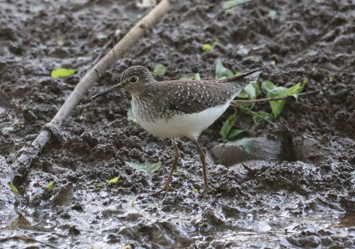 Solitary Sandpiper - ML579057571