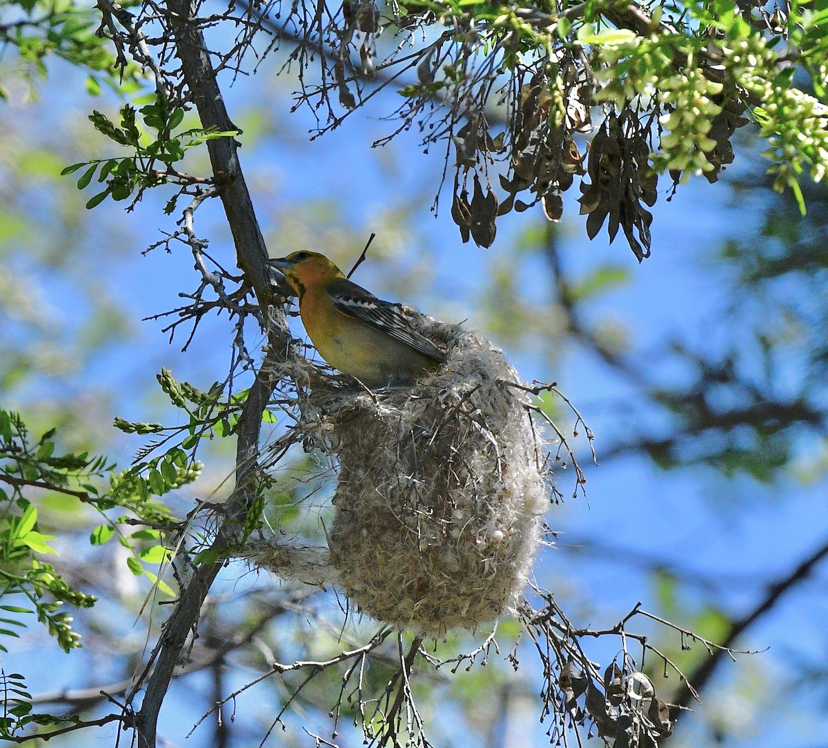 Bullock's Oriole - ML579058341