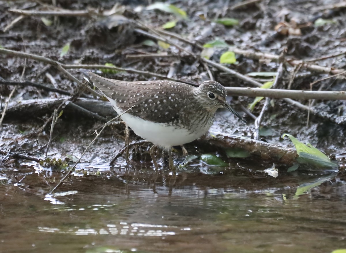 Solitary Sandpiper - ML579058471