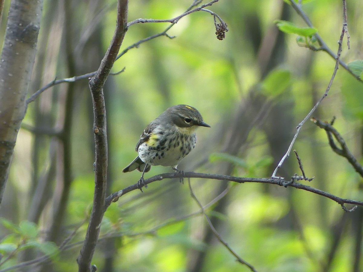 Yellow-rumped Warbler - ML579059251