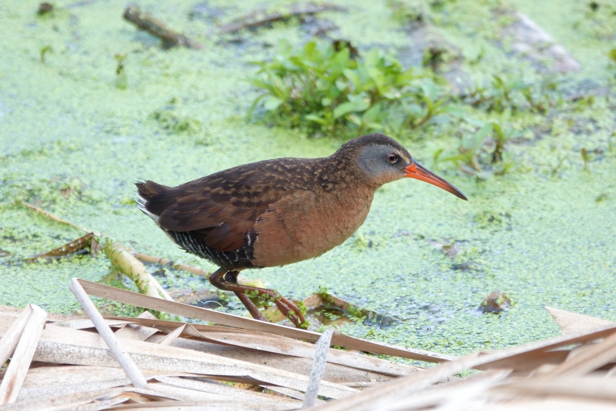 Virginia Rail - Merle Nisly