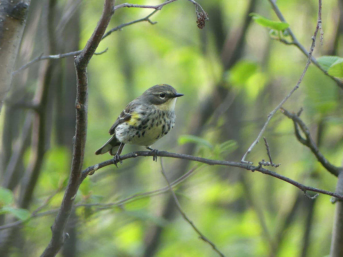 Yellow-rumped Warbler - ML579059311