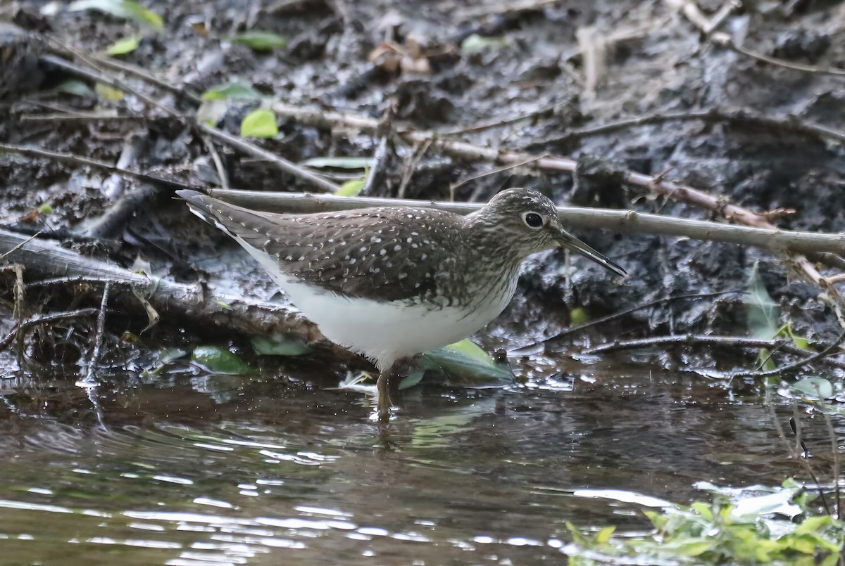 Solitary Sandpiper - ML579059331