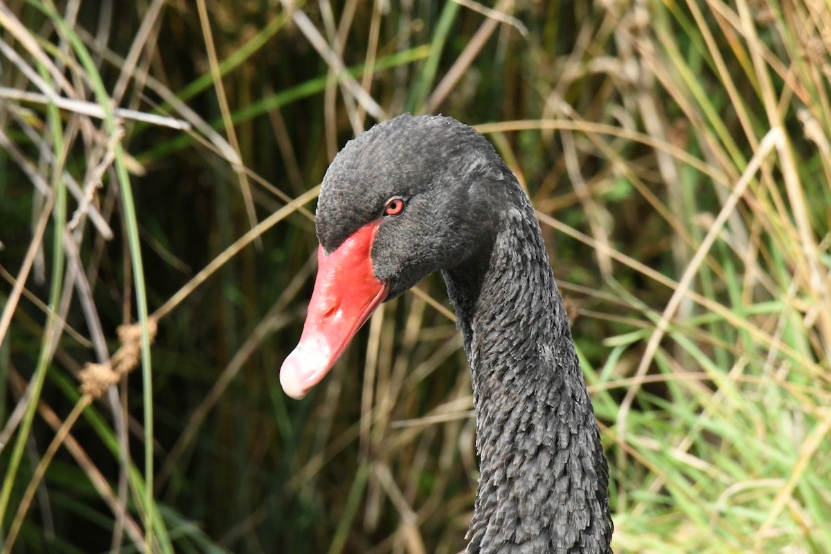 Black Swan - James Cosgrove