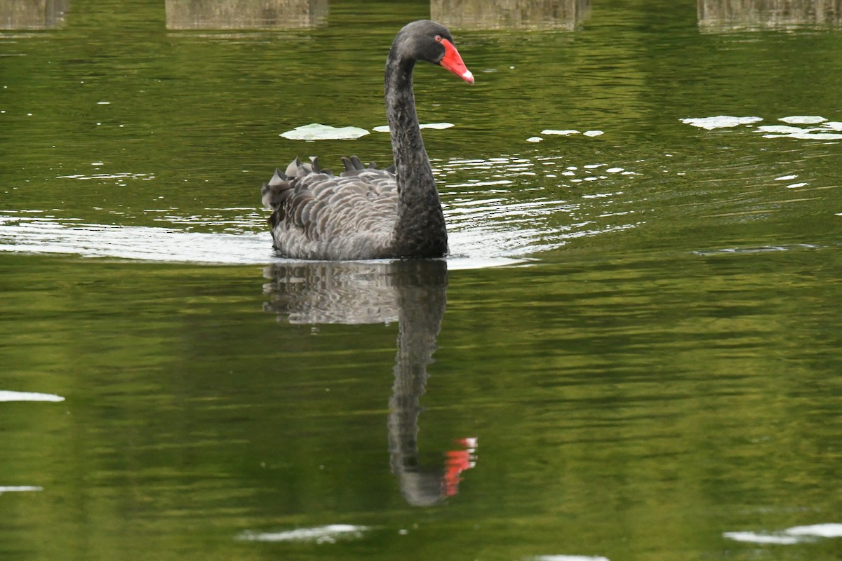 Black Swan - James Cosgrove