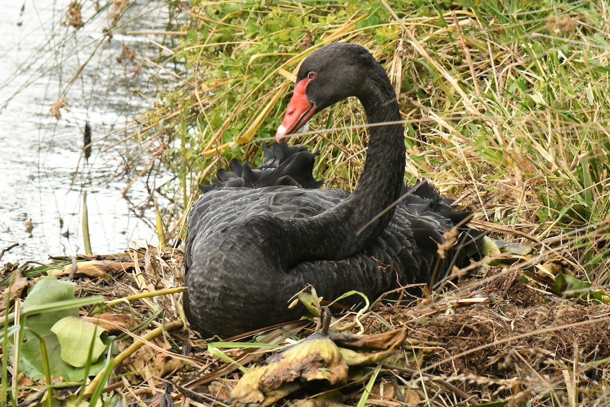 Black Swan - James Cosgrove