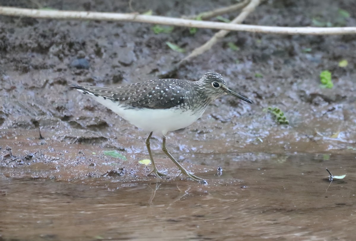 Solitary Sandpiper - ML579059811