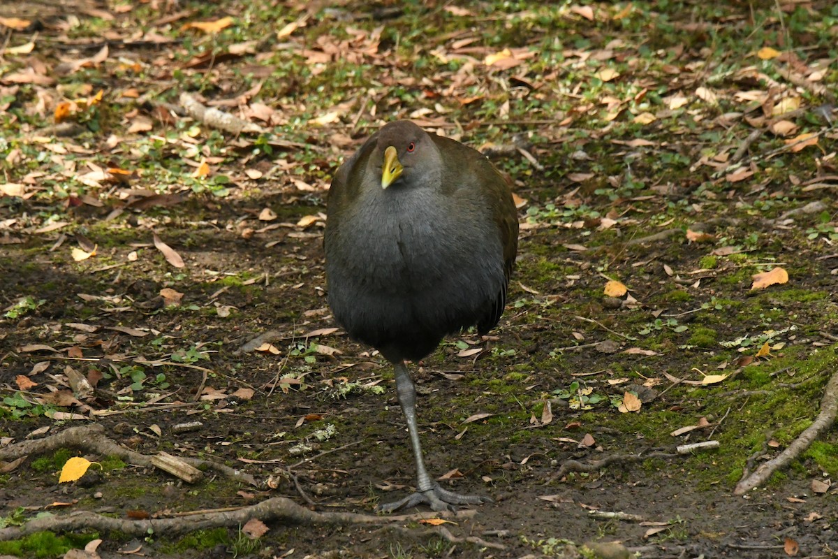 Grünfuß-Teichhuhn - ML579060111