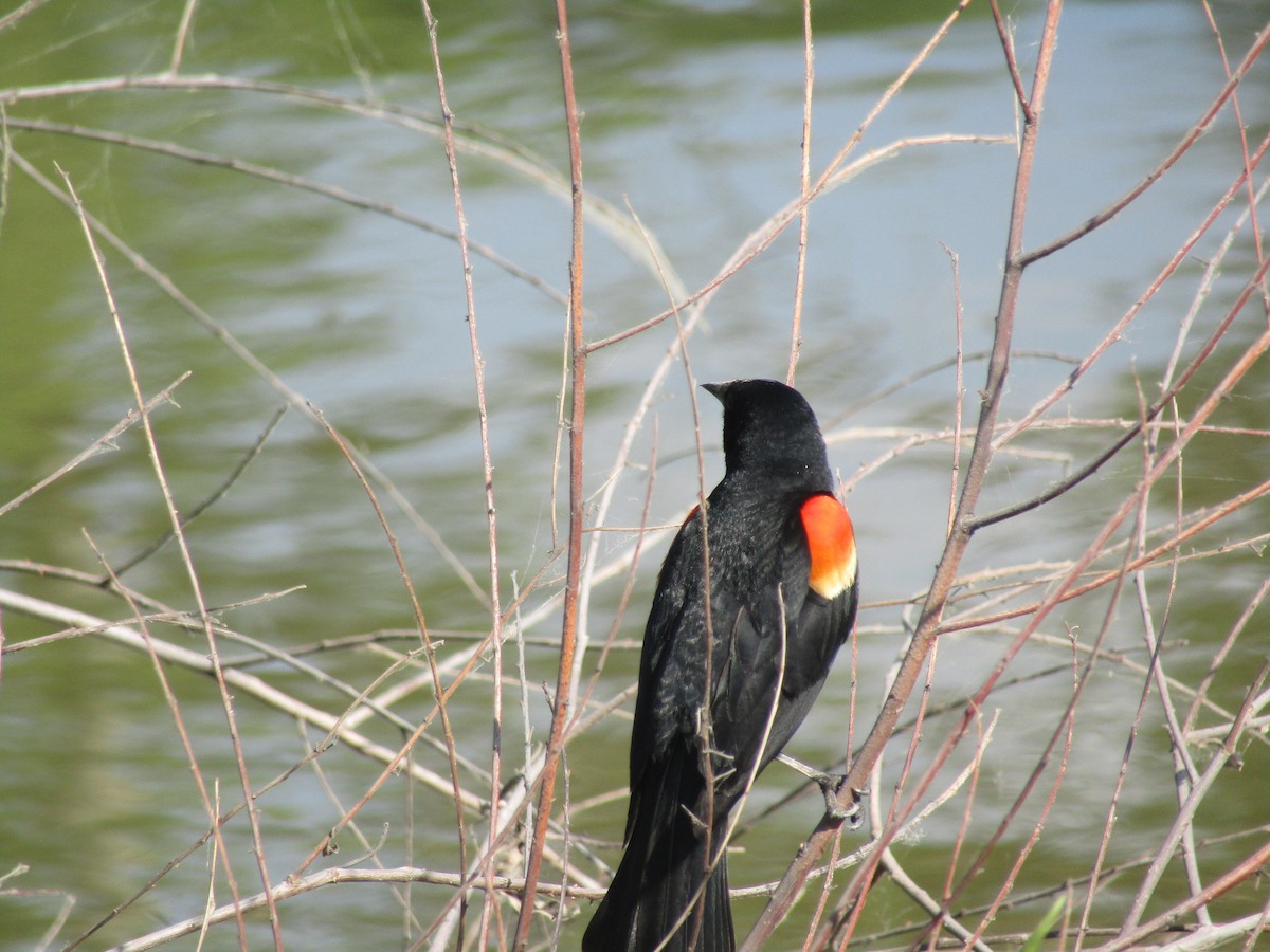 Red-winged Blackbird - ML579060121