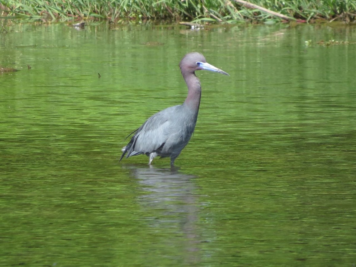 Little Blue Heron - Sonja Mendoza