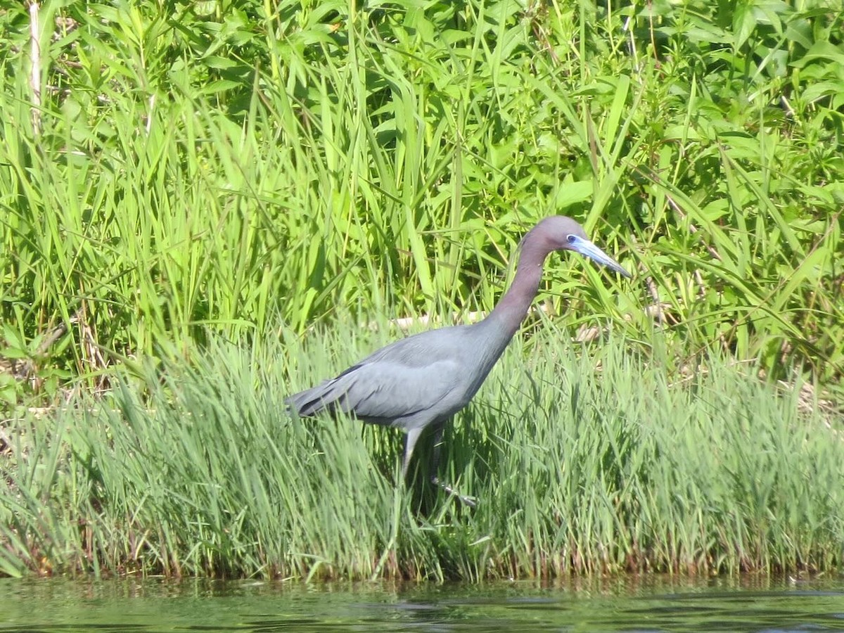 Little Blue Heron - ML579060331