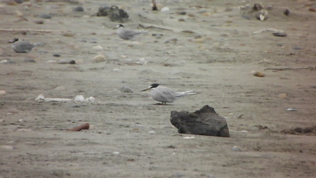 Peruvian Tern - ML579060621