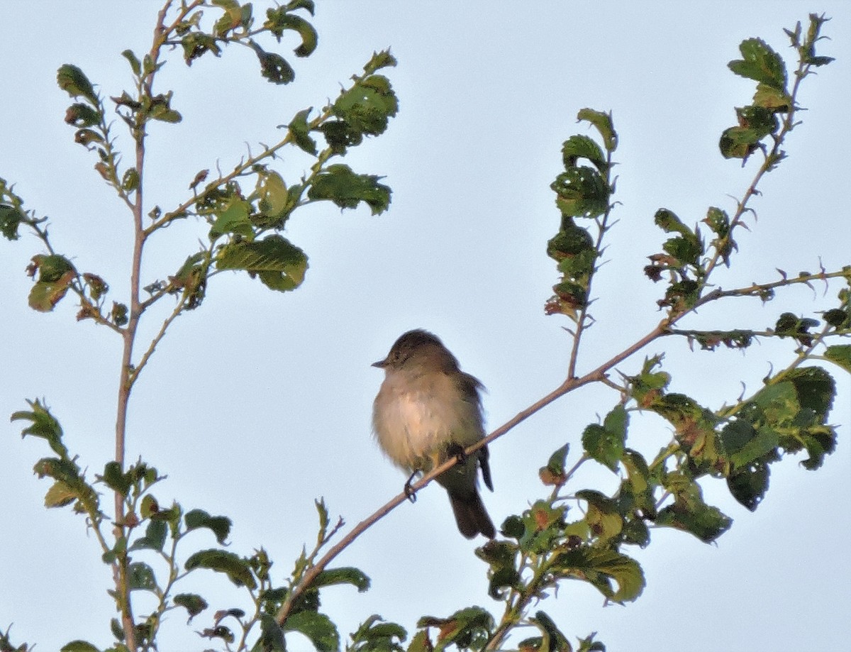 Willow Flycatcher - ML579061091