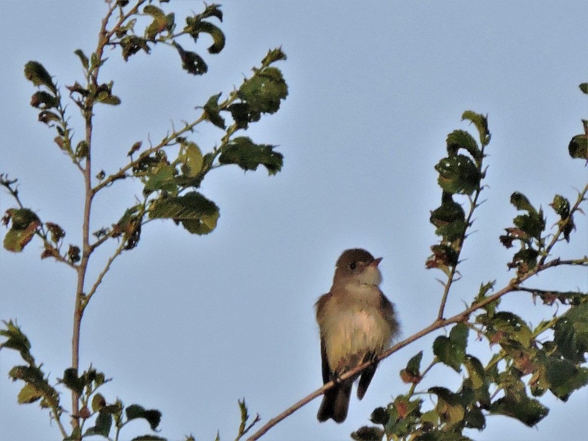 Willow Flycatcher - ML579061211