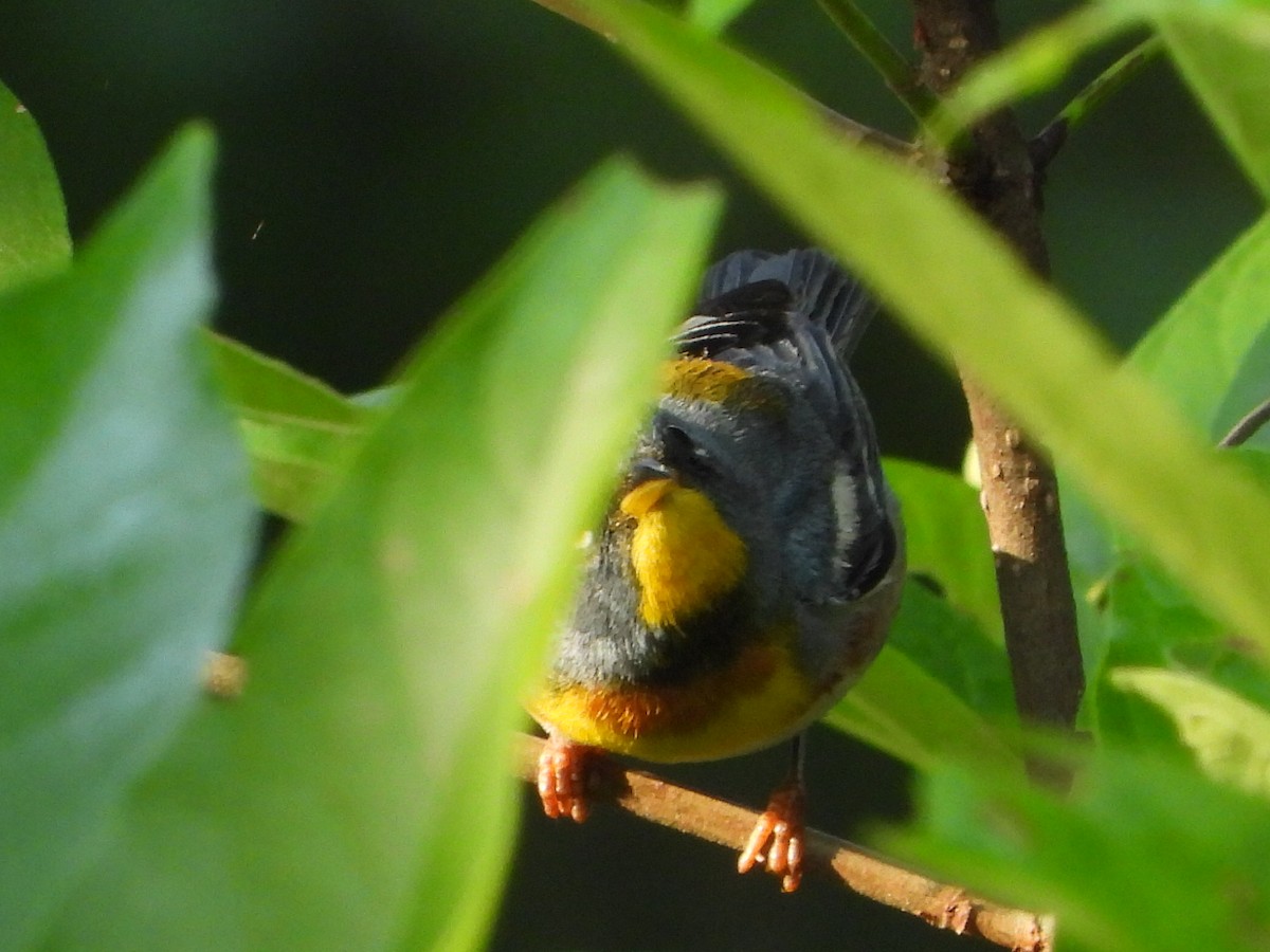 Northern Parula - ML579061591