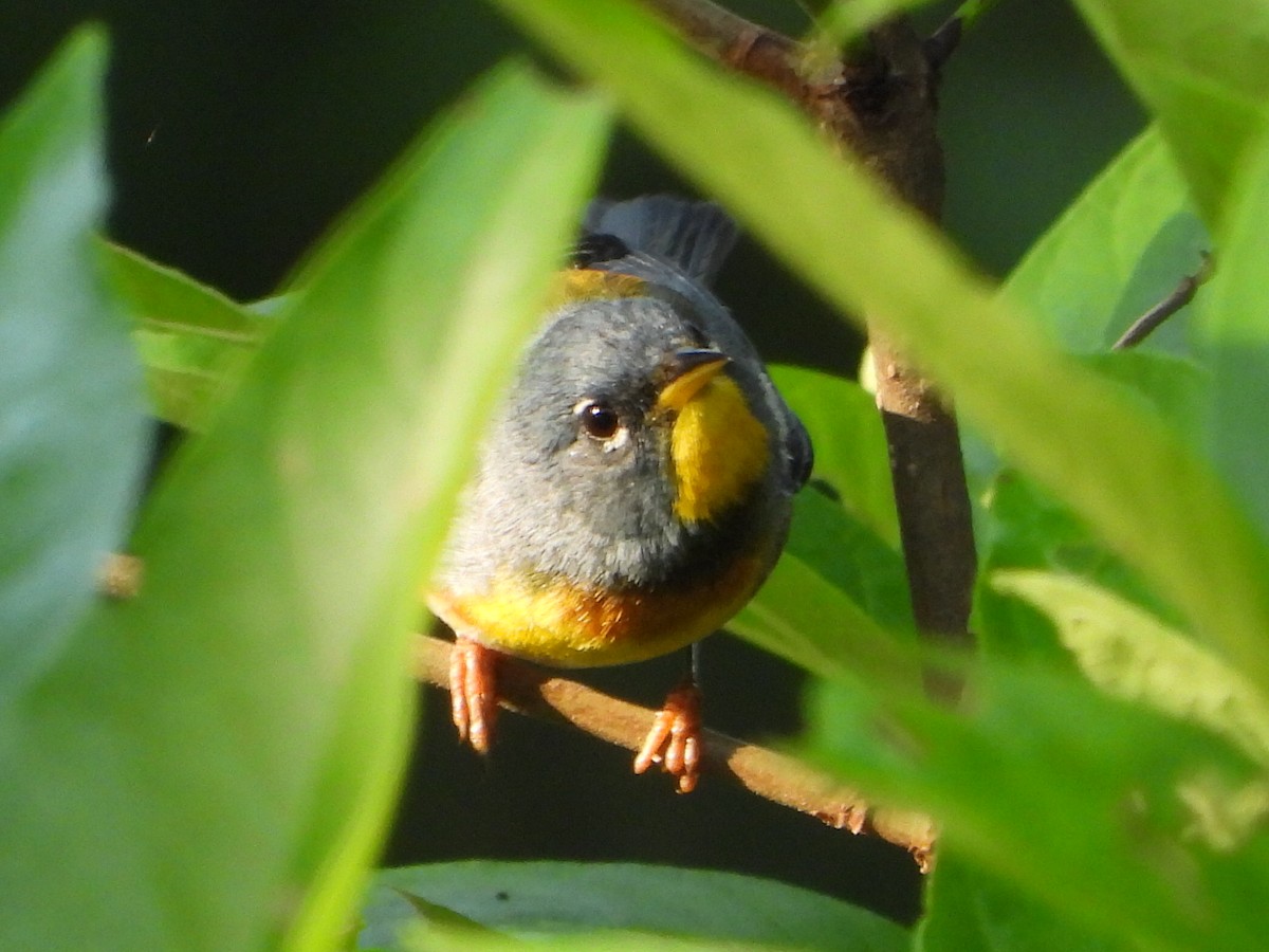 Northern Parula - ML579061601