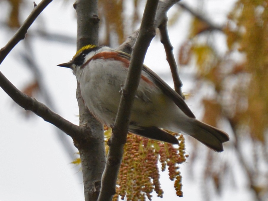Chestnut-sided Warbler - ML57906221