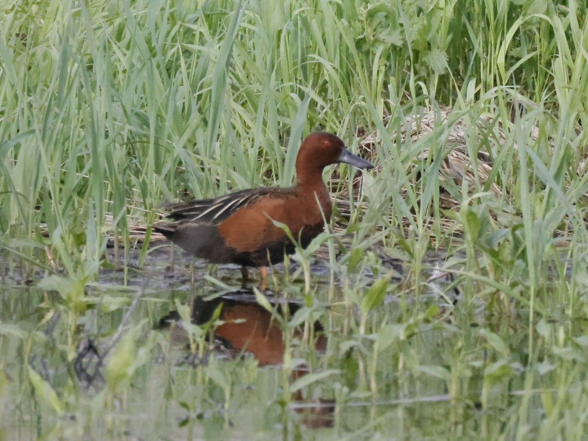 Cinnamon Teal - Scott Ray