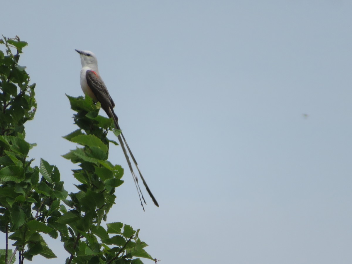 Scissor-tailed Flycatcher - ML579064411