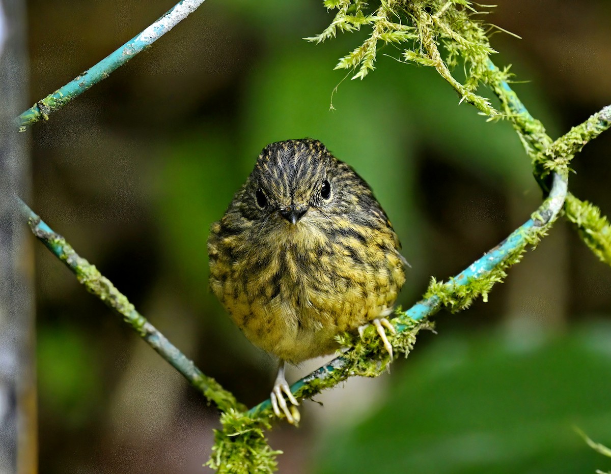 Snowy-browed Flycatcher - ML579064951