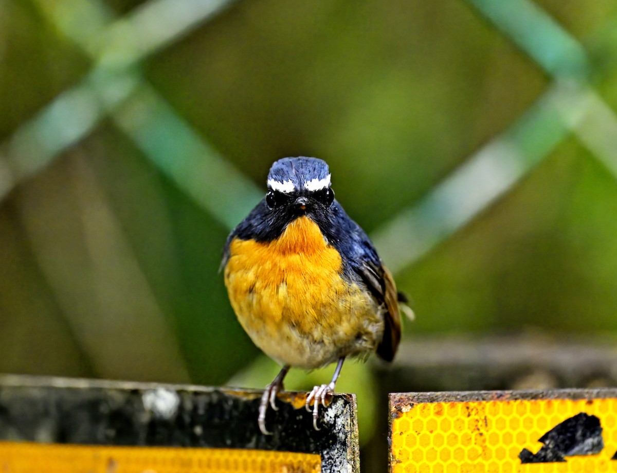 Snowy-browed Flycatcher - ML579064981