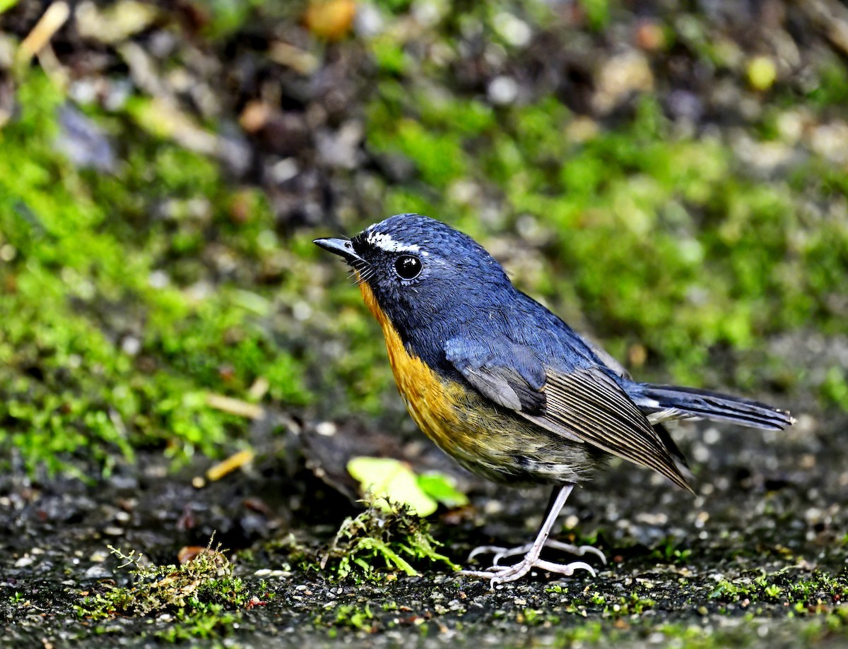 Snowy-browed Flycatcher - Amar-Singh HSS