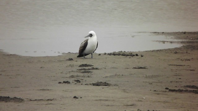 Peruvian Booby - ML579065361