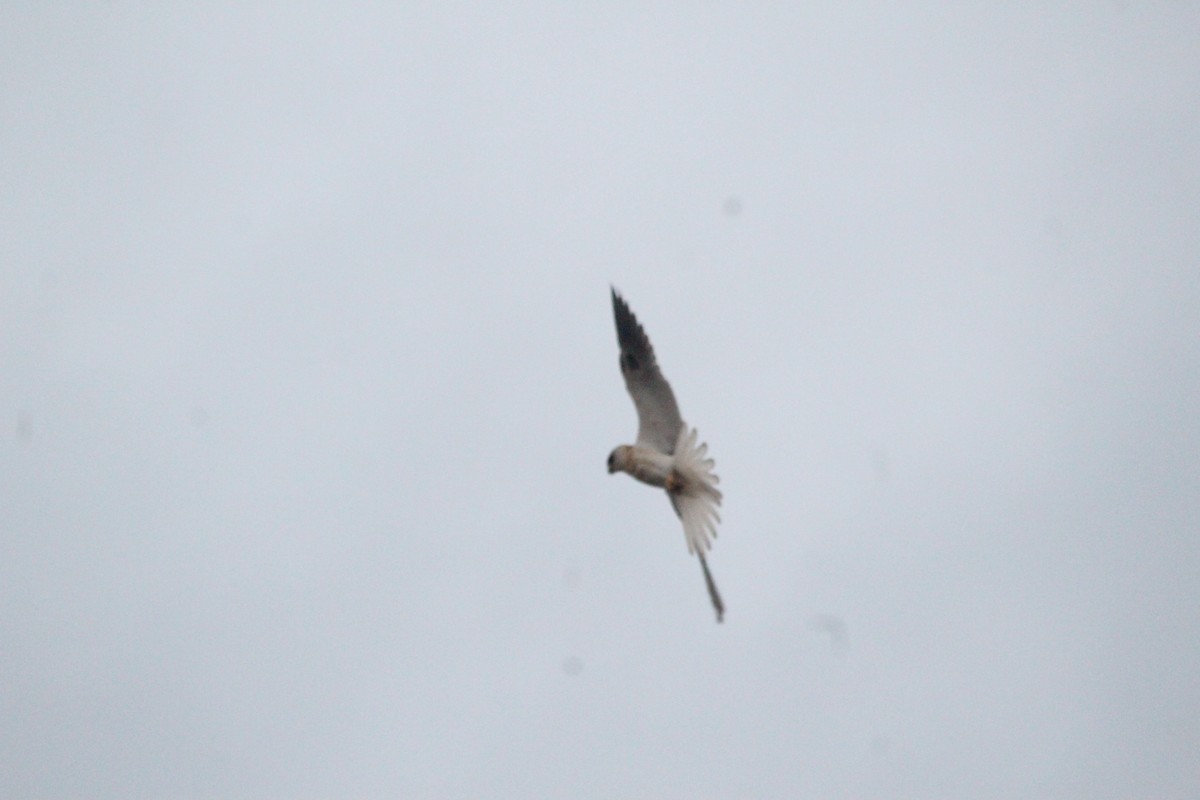 White-tailed Kite - ML579065461