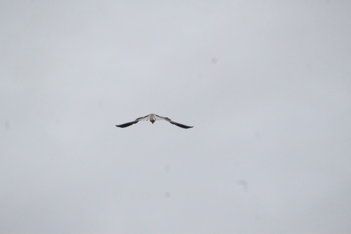White-tailed Kite - ML579065471