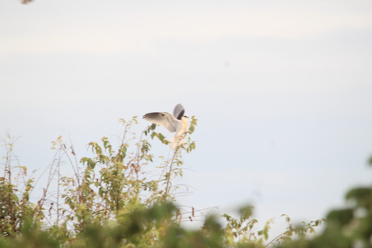 White-tailed Kite - ML579065481