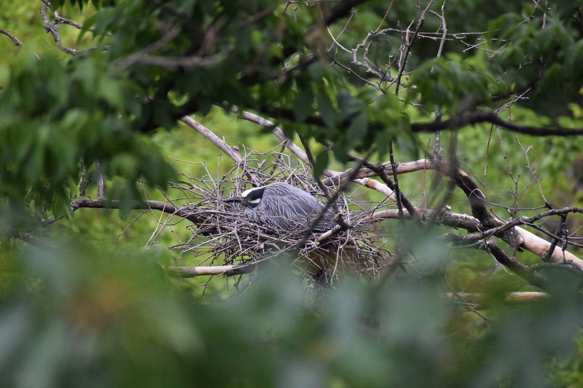 Yellow-crowned Night Heron - ML579065751